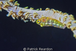 Whip coral goby, Maui, Hawaii.  Nikon 105 mm with SubSea 5x. by Patrick Reardon 